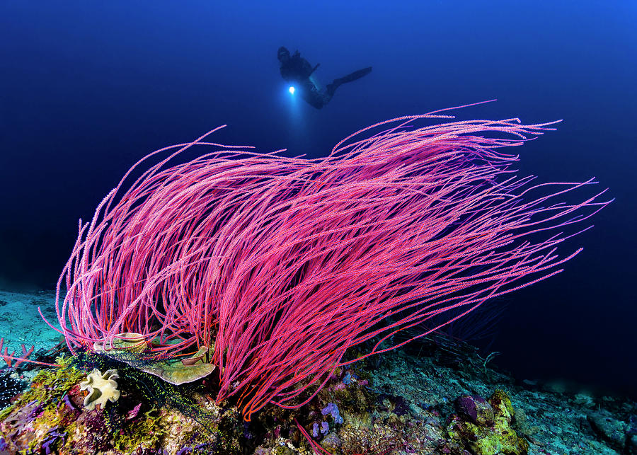 Reef Scene With Diver In Kimbe Bay Photograph by Bruce Shafer