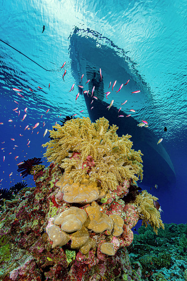 Reef Scene With Liveaboard Boat Photograph by Bruce Shafer