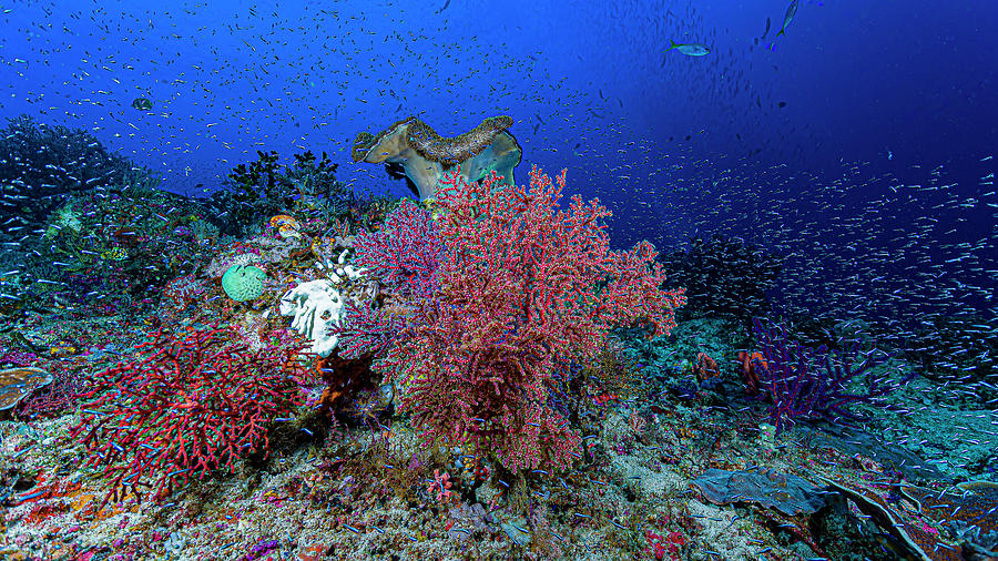 Reef Scene With Tons Of Fish In Raja Photograph by Bruce Shafer