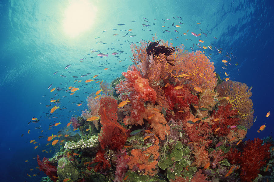 Reef Scenic Of Hard Corals , Soft Photograph by Comstock