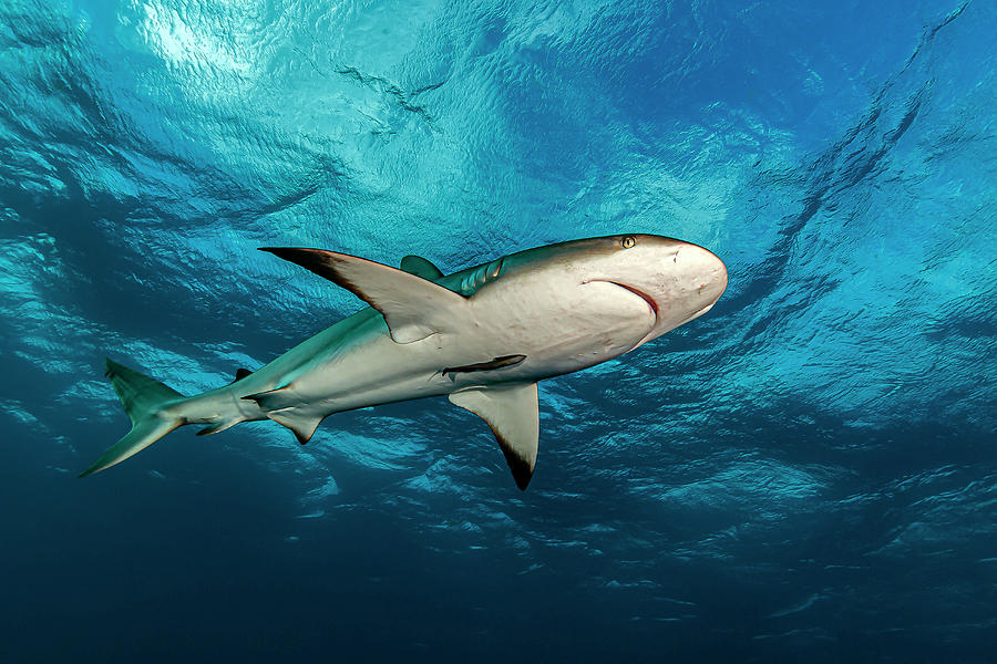 Reef Shark Carcharhinus Perezii Of Cuba Photograph by Bruce Shafer