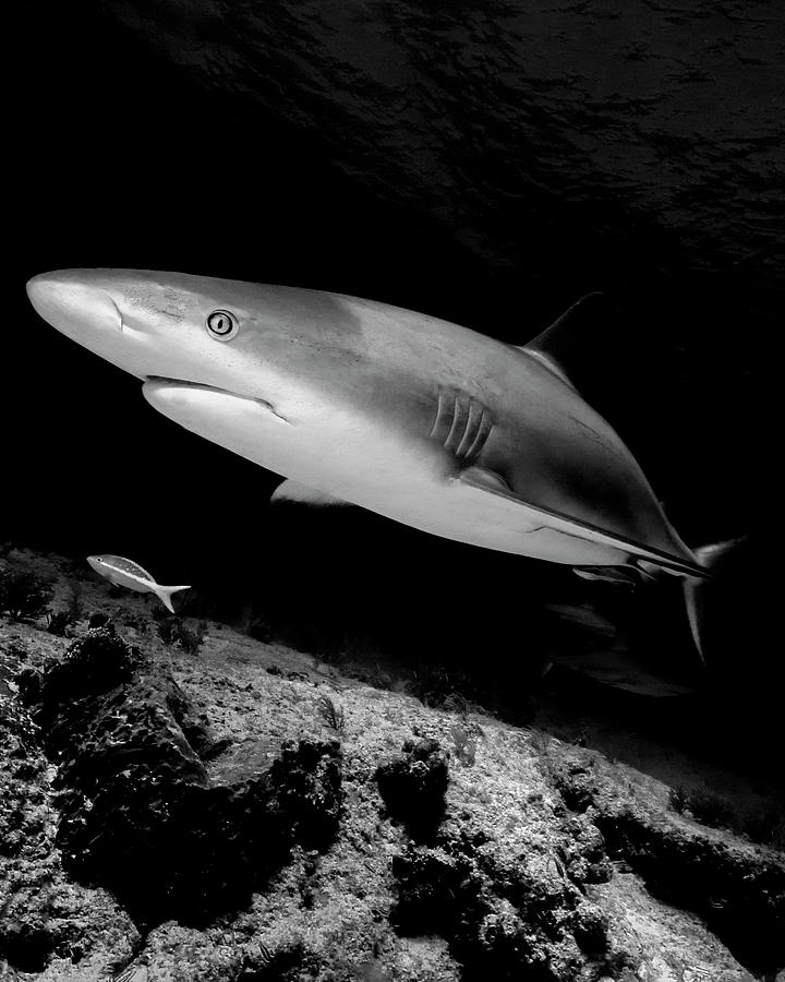 Reef Shark Turning, Tiger Beach Photograph by Brent Barnes