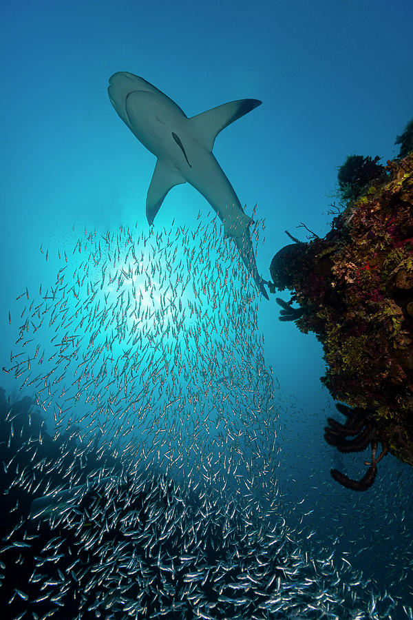 Reef Shark With A School Photograph by Bruce Shafer