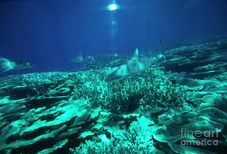 Reef Sharks In The Central Pacific Photograph by Geoff Tompkinson/science Photo Library