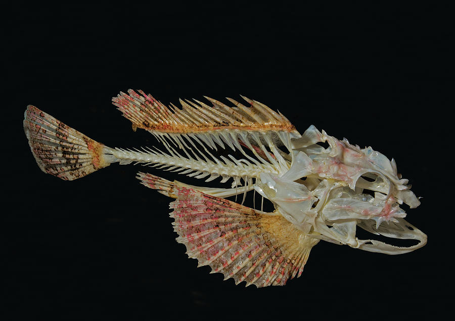 Reef Stonefish Skeleton Photograph By Millard H Sharp Fine Art America   Reef Stonefish Skeleton Millard H Sharp 