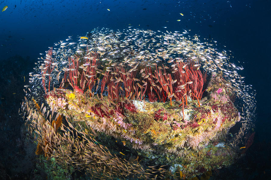 Fish Photograph - Reefscape Of Tachai Pinnacle by Barathieu Gabriel