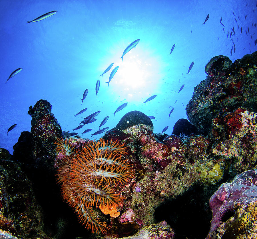 Reefscape with Crown of Thorns Starfish Photograph by Dan Norton