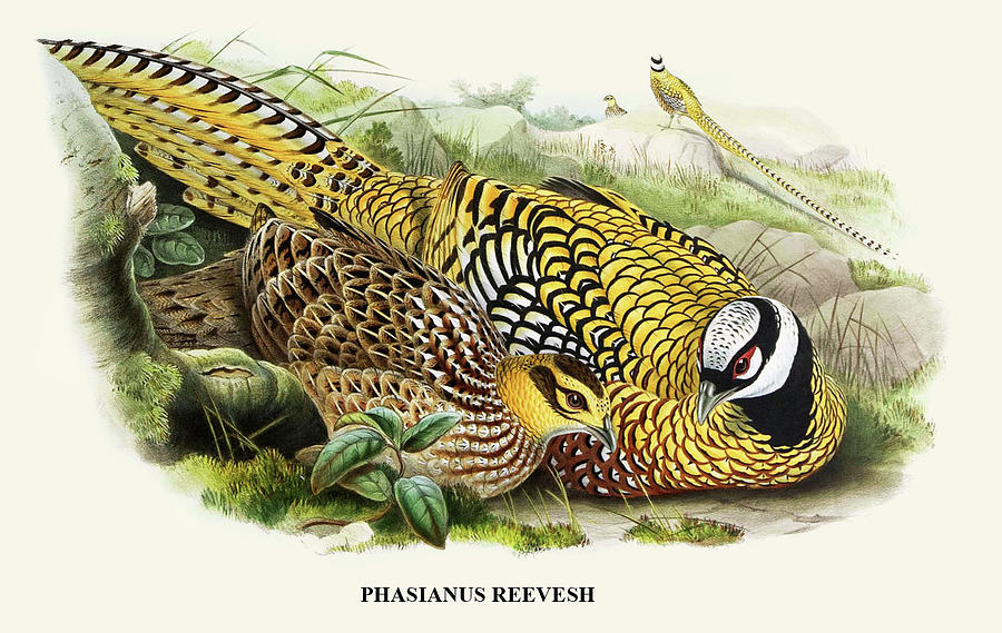 Reeves Pheasant-Birds of Asia Painting by John Gould