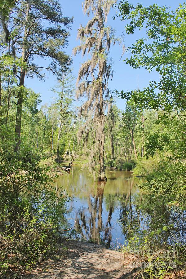Tree Photograph - Refection In Swamp by Don Small Jr