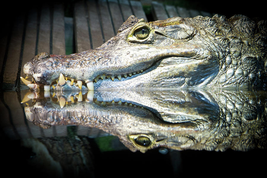 Crocodile Photograph - Reflect Crocodile by Oric1-flickr