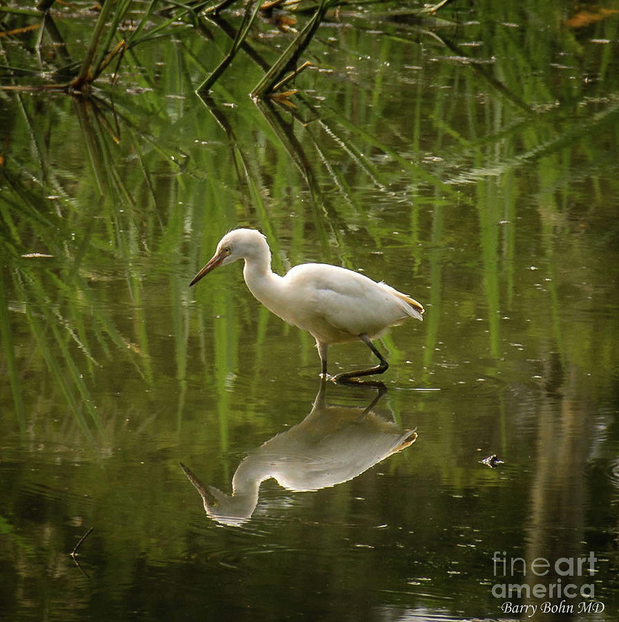 Reflected egret Photograph by Barry Bohn