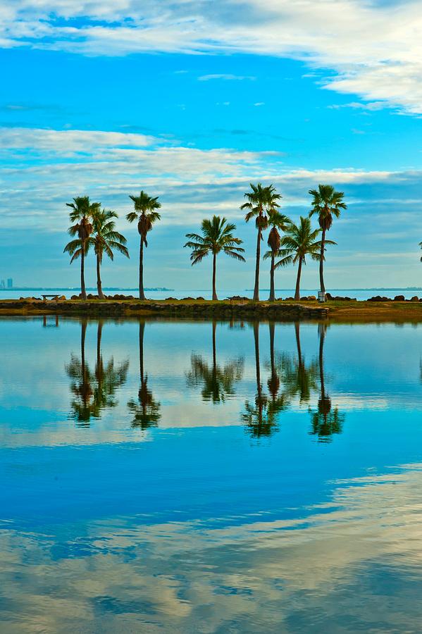Reflected palms Photograph by Edgar Estrada