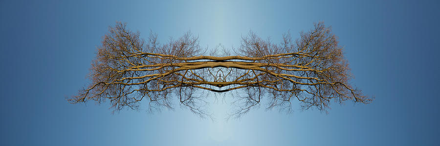 Reflected Trees Digital Art