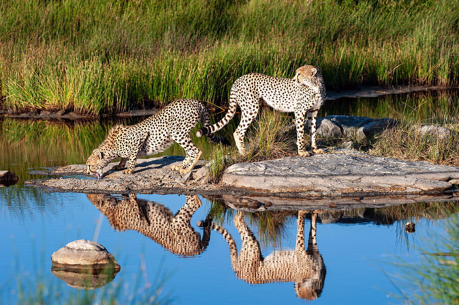 Reflected Twins Photograph by Massimo Felici