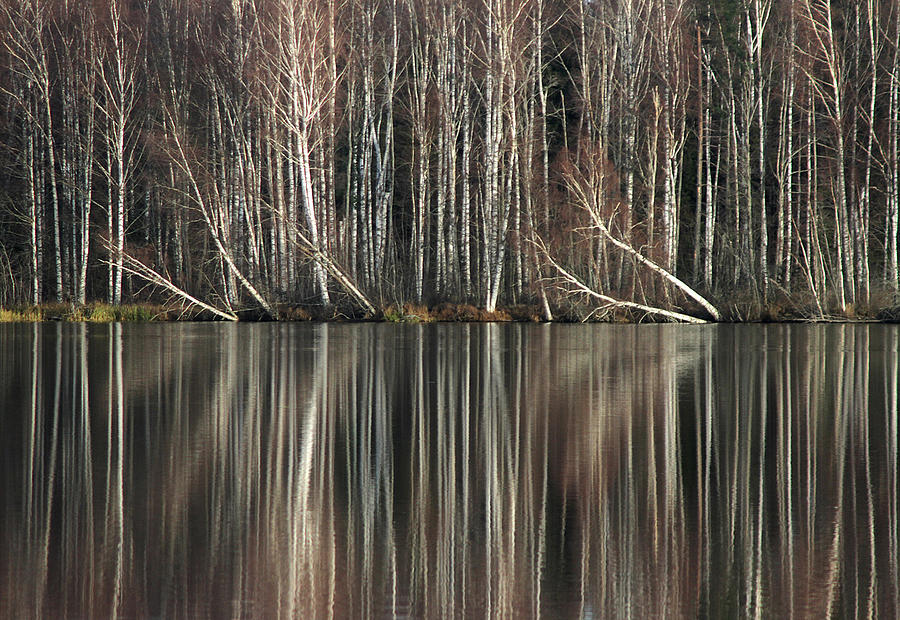 Reflected Woods Photograph by Bror Johansson