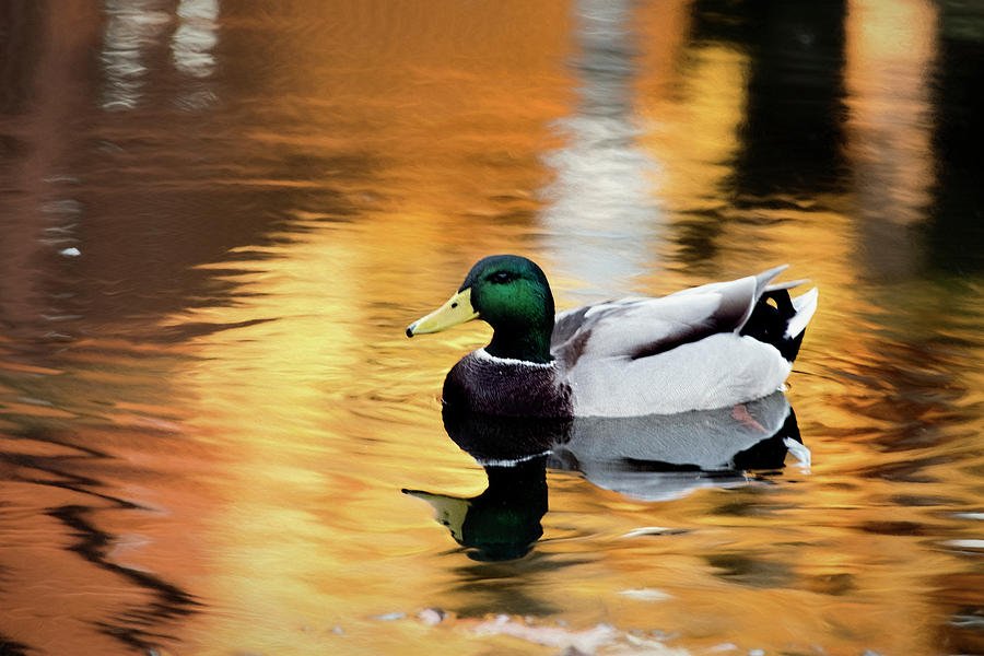 San Diego Photograph - Reflecting Duck by Claude LeTien