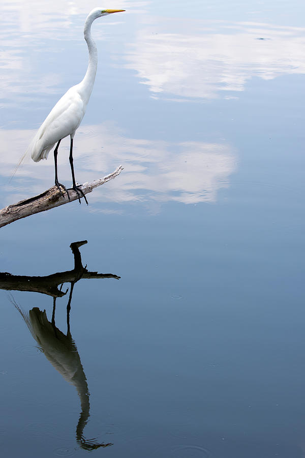 Reflecting Egret Photograph by John Simandl