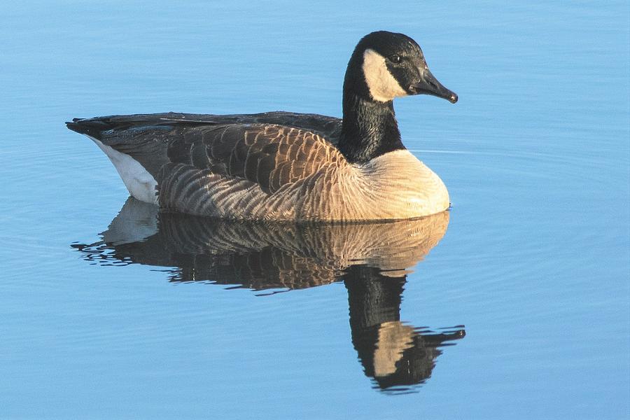 Reflecting Goose Photograph by Mary Ann Artz