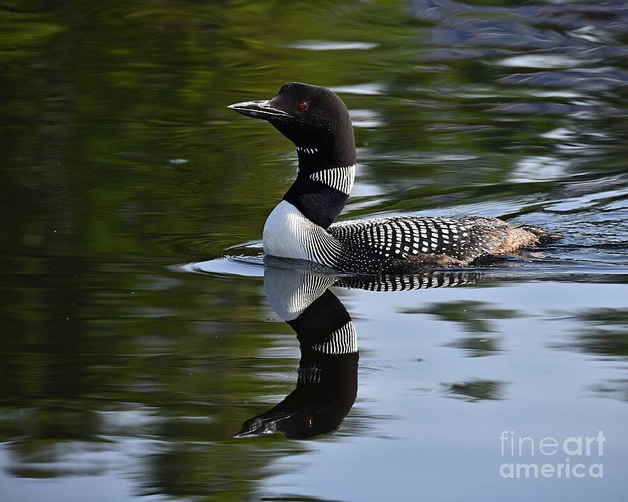 Reflecting Loon Photograph by Steve Brown