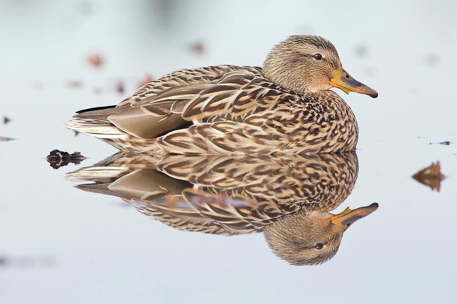 Reflecting Mallard Hen Photograph by Donald M. Jones Reflecting Mallard Hen Photograph by Donald M. Jones