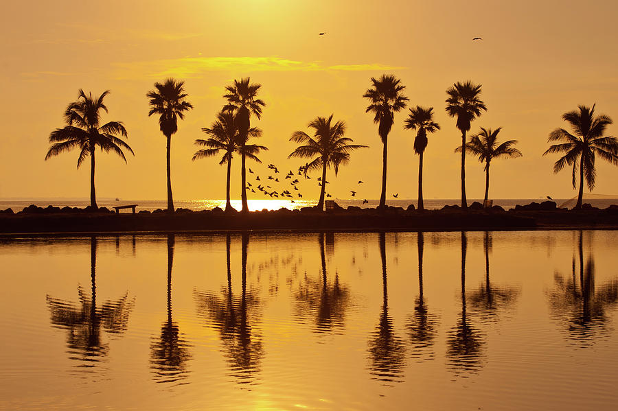 Reflecting palms Photograph by Edgar Estrada