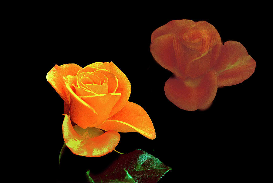 Reflecting Rose Photograph by Ira Marcus