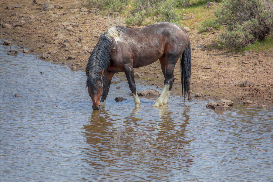 Reflecting - South Steens Mustangs 01006 Photograph by Kristina Rinell