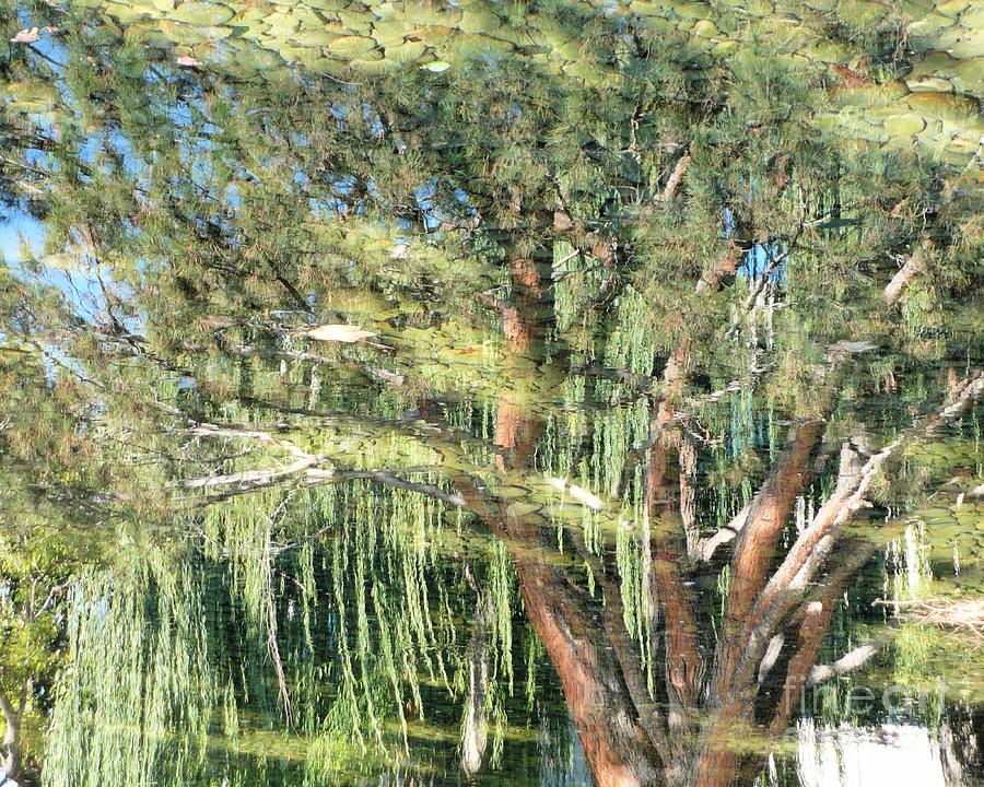 Reflecting Trees by Carol Groenen Reflecting Trees by Carol Groenen