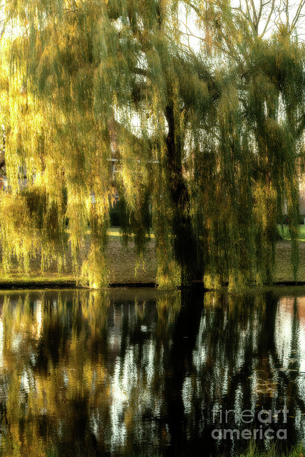 Reflecting weeping willow tree Photograph by Patricia Hofmeester