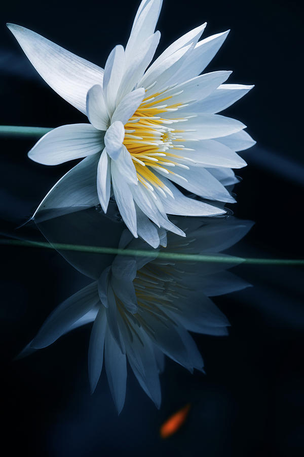 Lily Photograph - Reflecting World by Takashi Suzuki