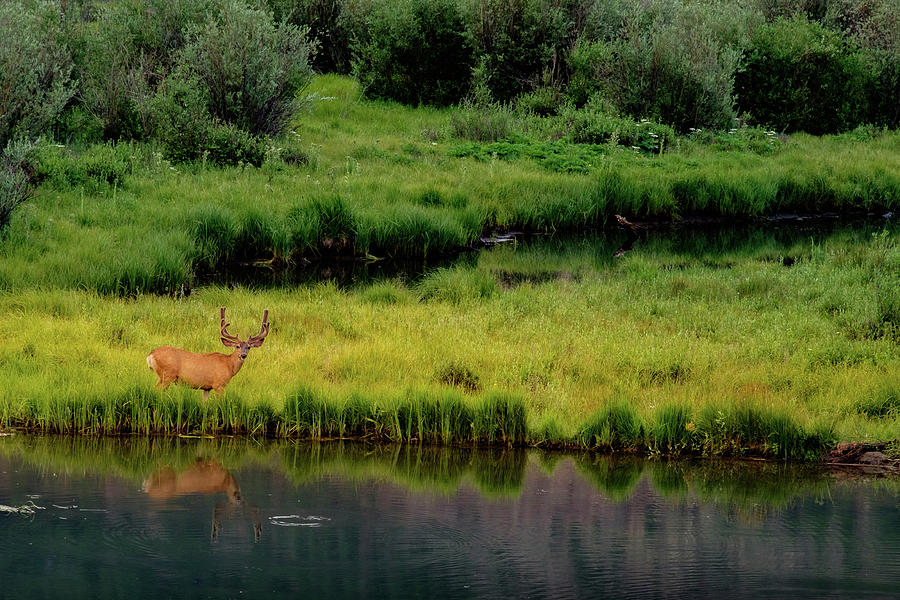 Reflection Buck Photograph by Johnny Boyd
