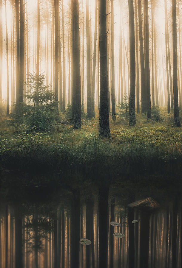 Streaks Photograph - Reflection In The Foggy Forest by Christian Lindsten