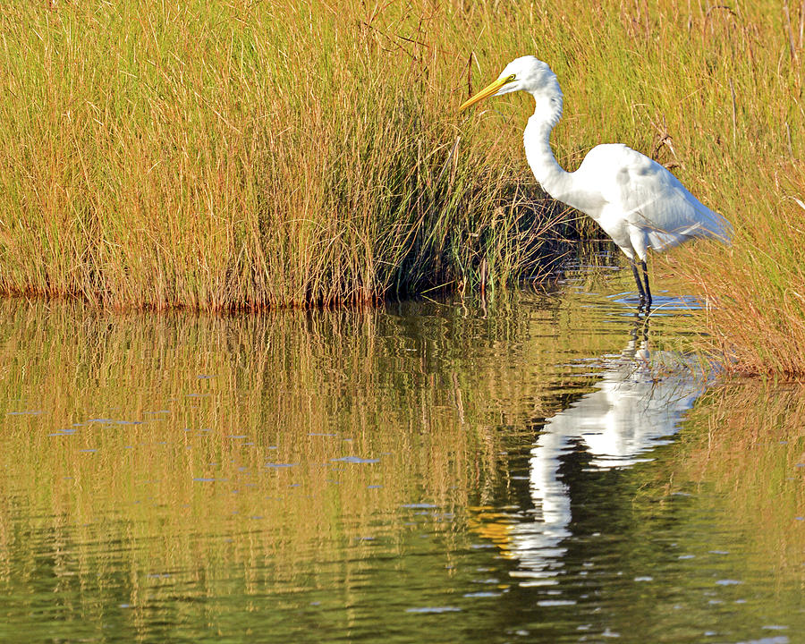 Egret in the Marsh by Dave Hilbert Egret in the Marsh by Dave Hilbert