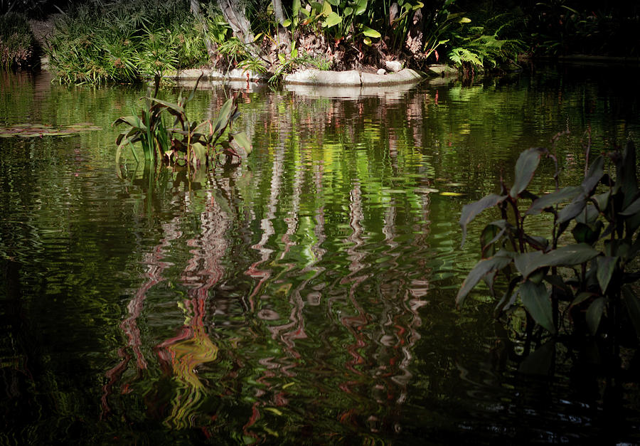 Reflection In The Pond Photograph