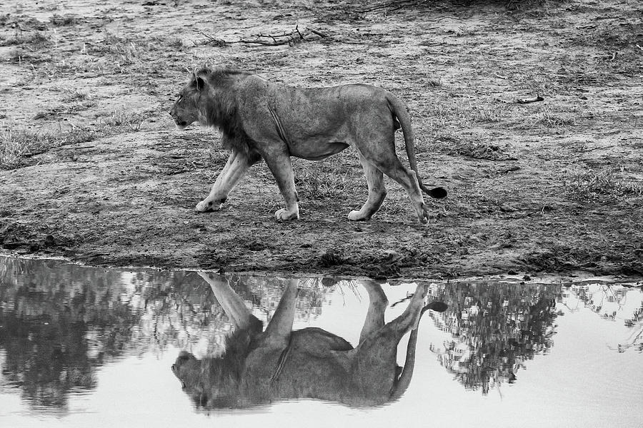 Reflection of a male lion in monochrome Photograph by Mark Hunter