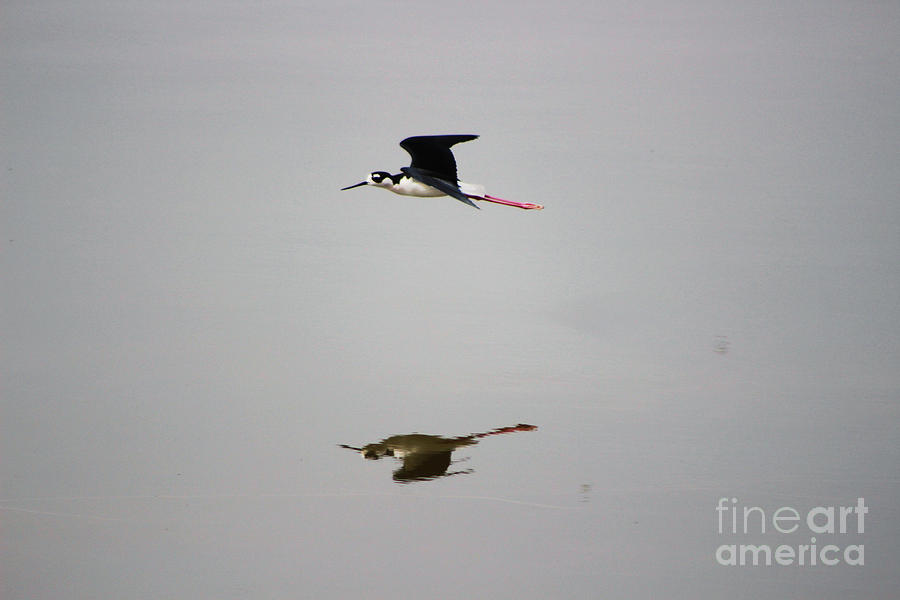 Reflection of Black Neck Stilt Flying Photograph by Colleen Cornelius
