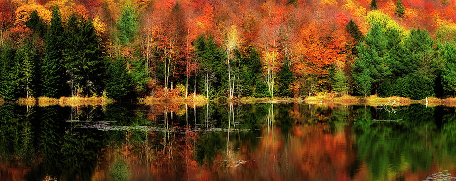 Reflection Of Fall Foliage by Shobeir Ansari