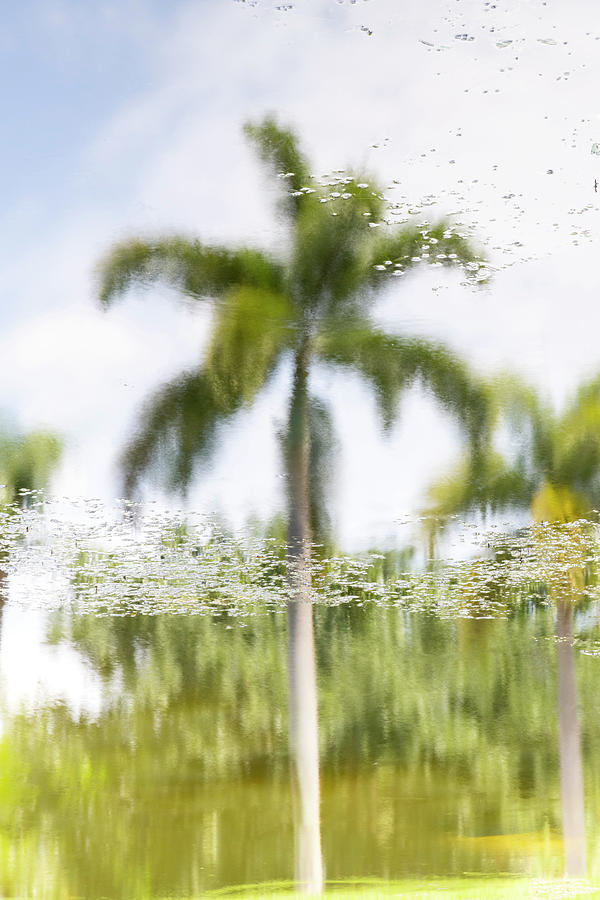 Reflection Of Palm Trees Over Water Digital Art by Laura Diez