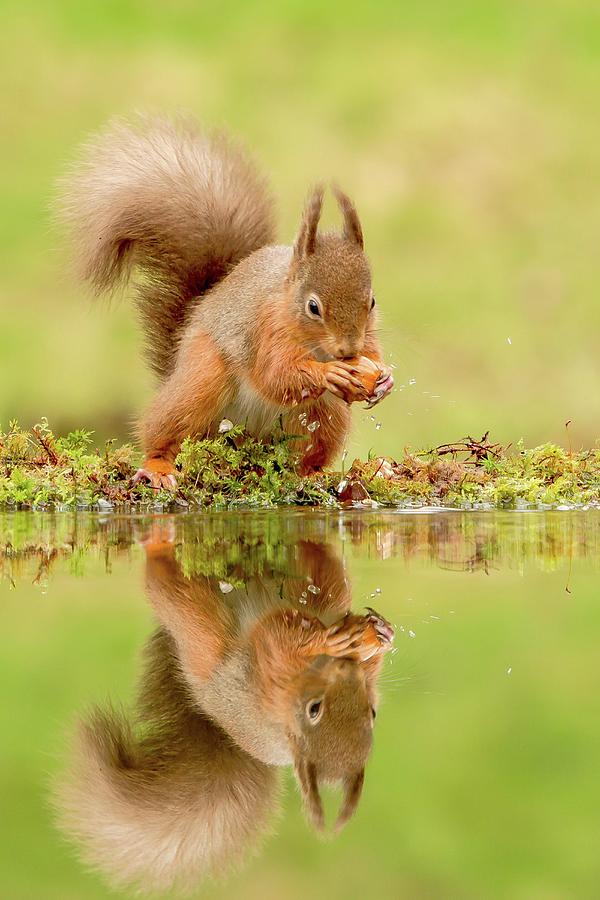 Reflection Of Red Squirrel (sciurus Photograph by Sarah Darnell - Fine ...