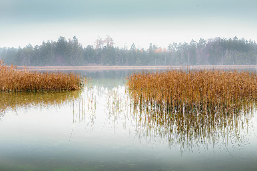 Reflection Of Reeds In A Misty Autumn Mood At Fohnsee ostersee, Bavaria, Germany Photograph by Ulrike Eisenmann