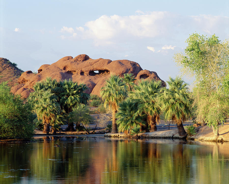 Reflection Of Trees In A Park, Papago Photograph by Panoramic Images
