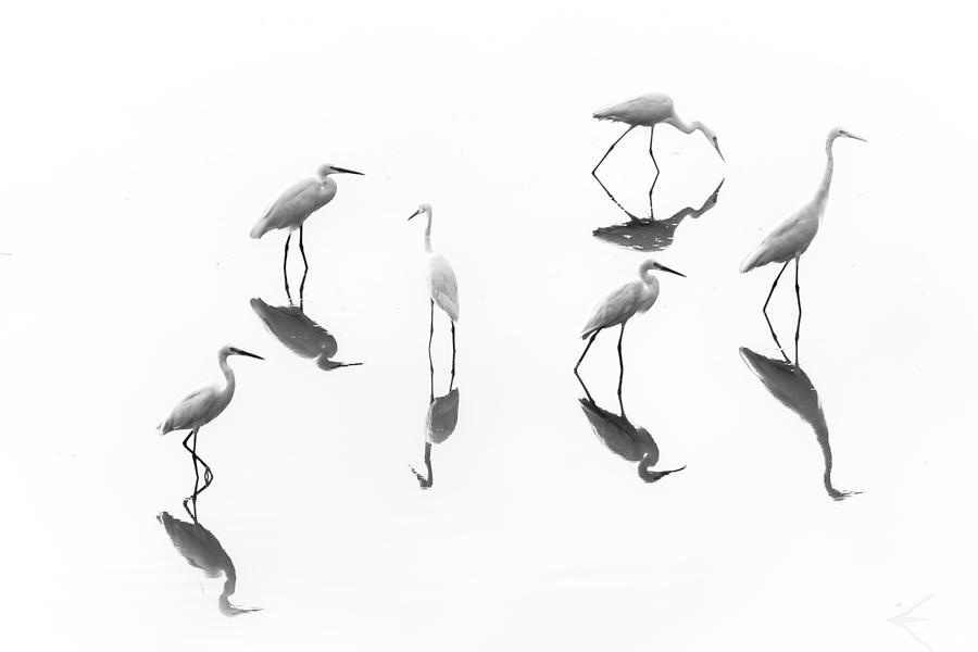 Wildlife Photograph - Reflections _ Array Of Egrets by B.balaji