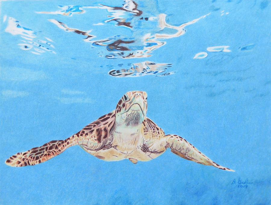 Turtle Drawing - Reflections by David Cochran