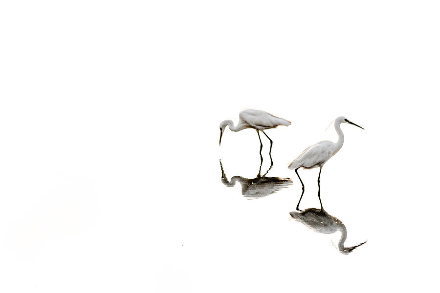 Reflections - Egrets Photograph by B.balaji