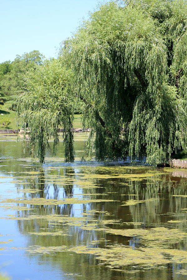 Garden Photograph - Reflections from Mother Willow by Colleen Cornelius