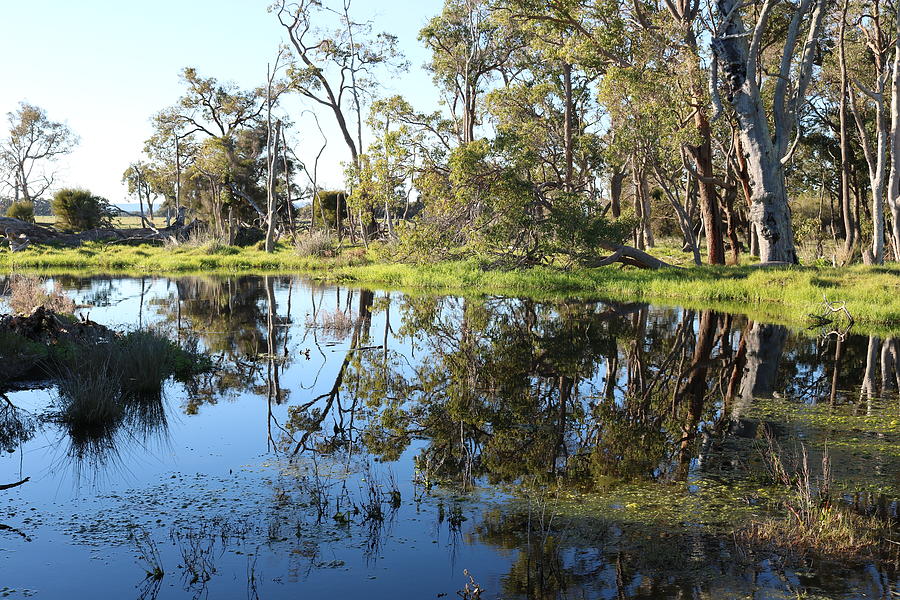 Reflections In A Flooded Field Photograph