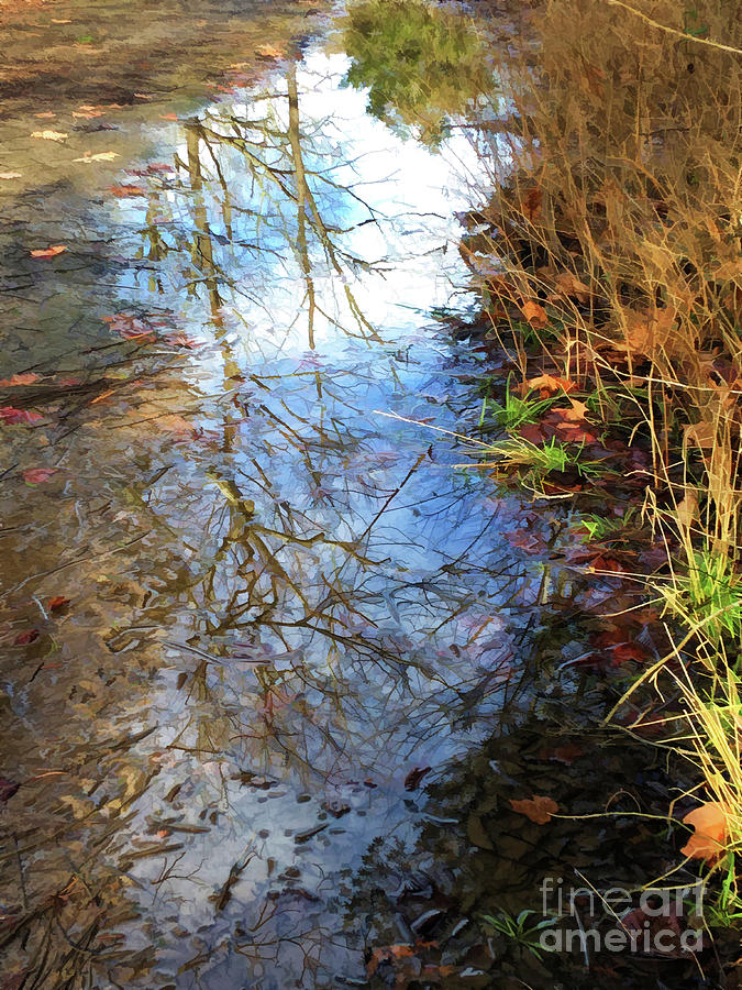 Reflections in a Puddle Photograph by Kerri Farley