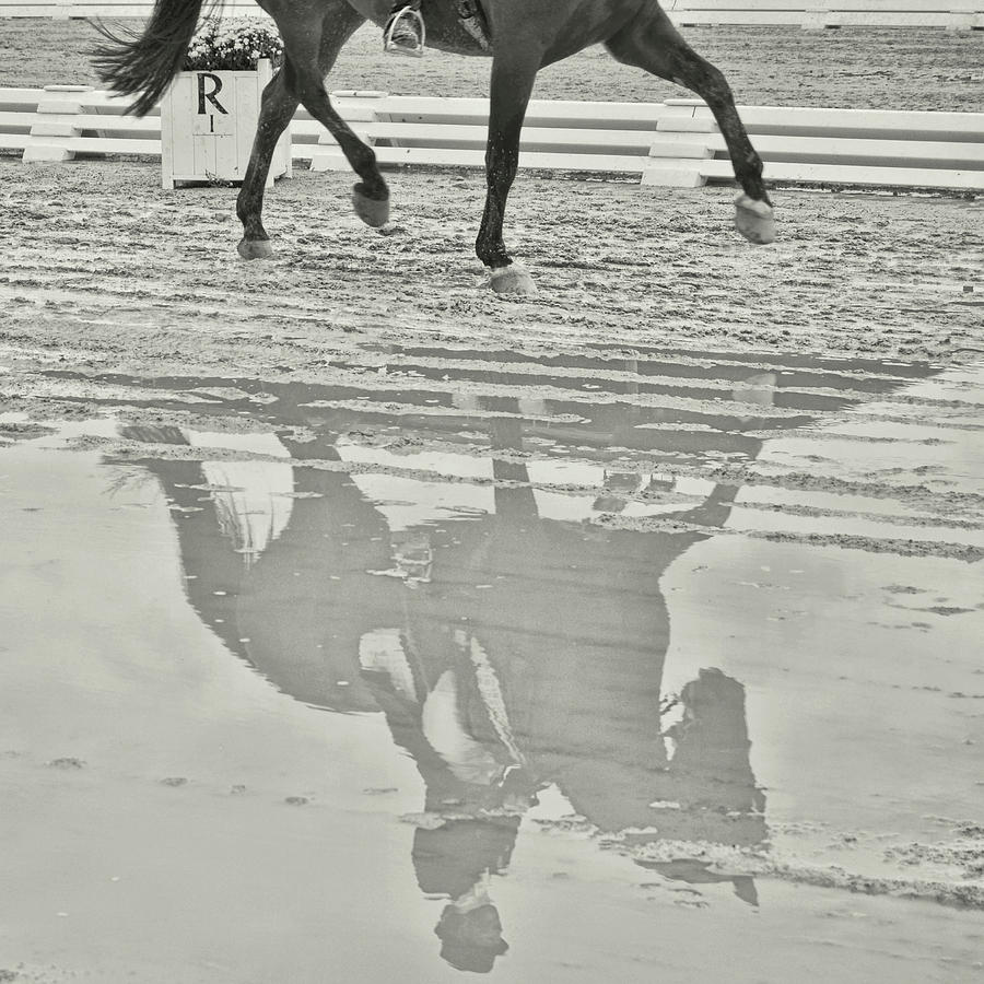 Horse Photograph - Reflections In Dressage by Dressage Design