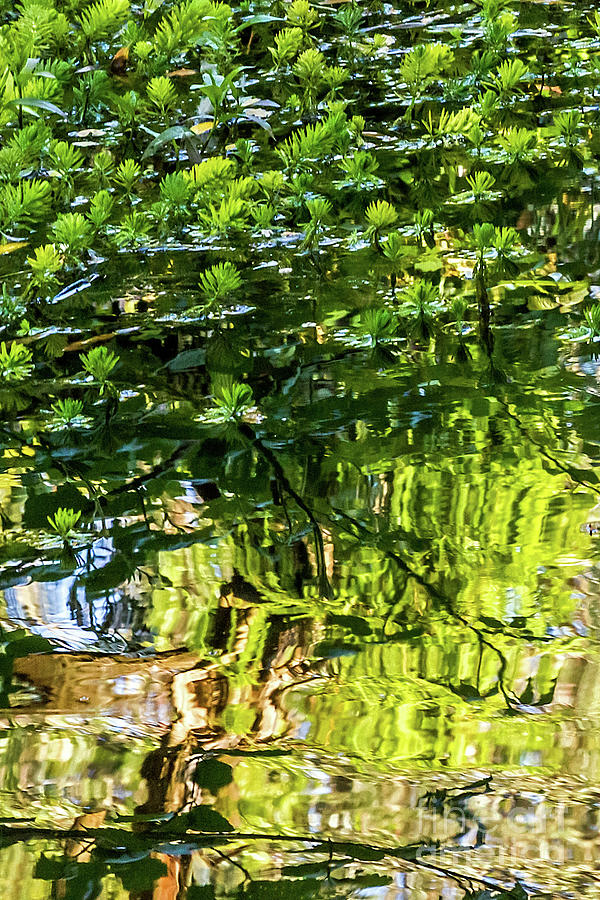 Reflections in Green Photograph by Kate Brown