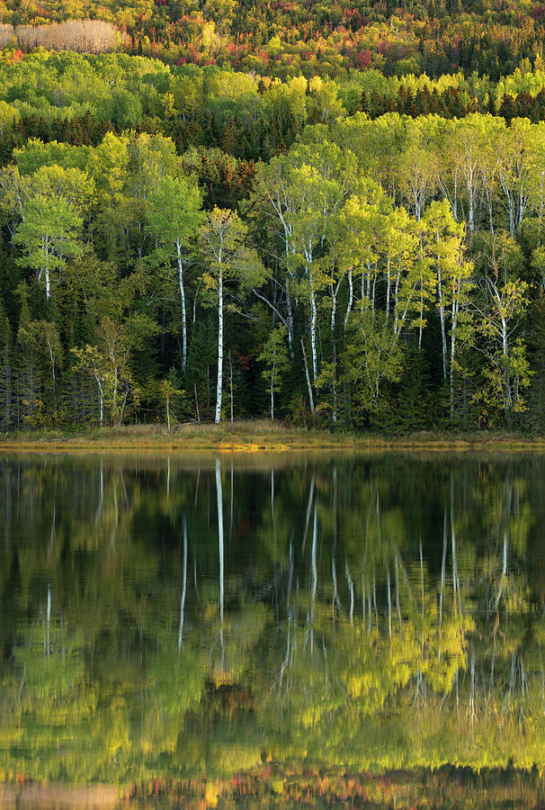 Reflections In The Salt Marsh At Penouille, Quebec, Canada Photograph ...